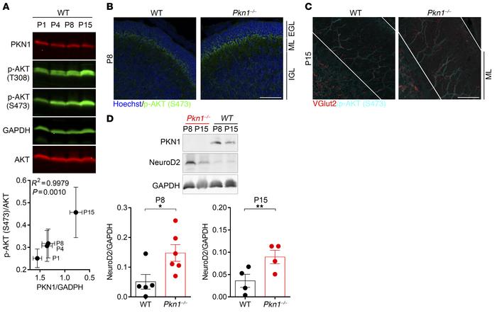 
Pkn1–/– cerebella show elevated AKT phosphorylation and NeuroD2 protein...