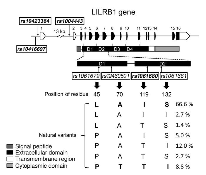 Natural protein variants deduced from the 1000 Genomes Project for the f...