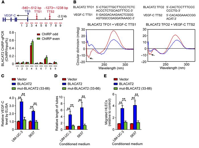 BLACAT2 directly binds to VEGF-C promoter sequences.
(A) ChIRP analysis ...