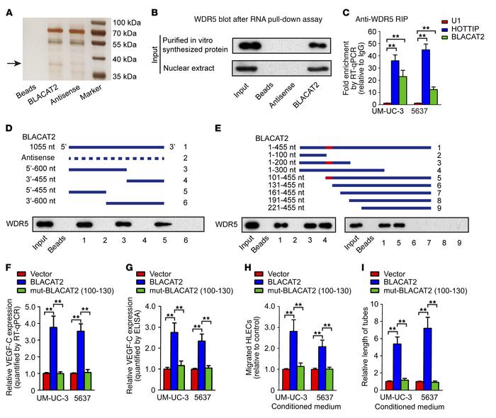 BLACAT2 directly binds to WDR5 protein and regulates VEGF-C expression.
...