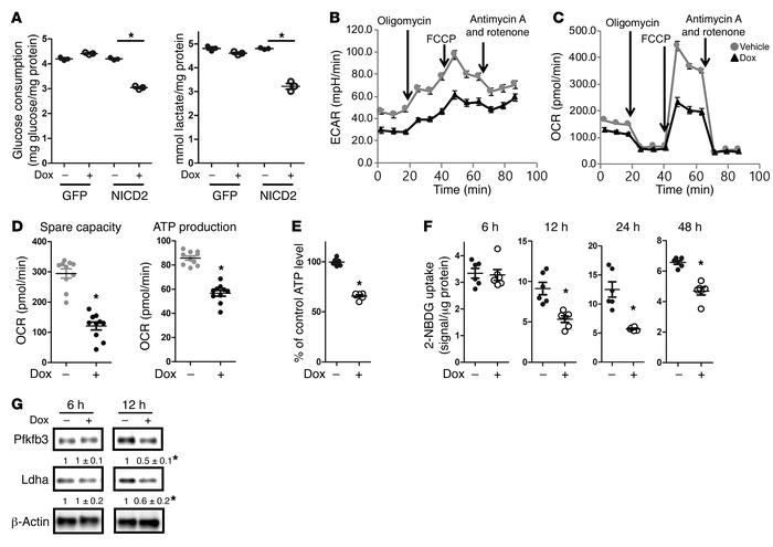 Notch2 signaling suppresses glycolysis in ST2 cells.
(A) Glucose consump...