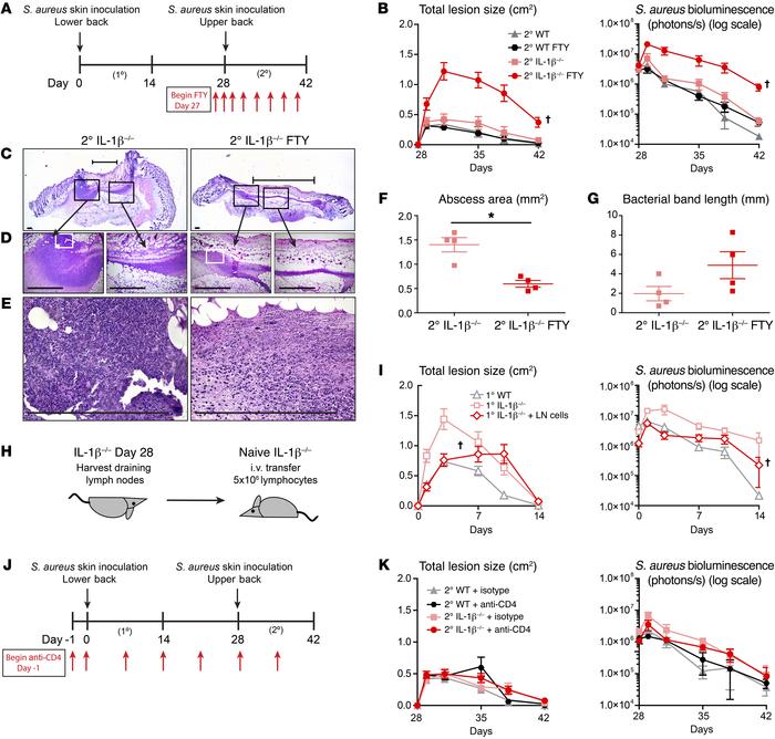 T cells trafficking from draining LNs mediate the protection.
(A) Time l...