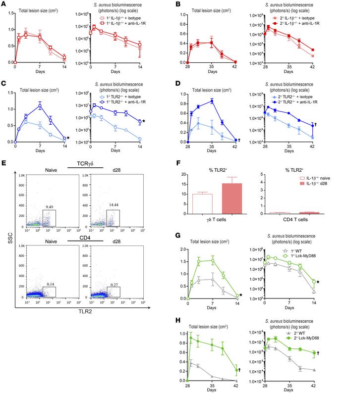 γδ T cells are induced by T cell–intrinsic TLR2/MyD88 signaling.
IL-1β–/...