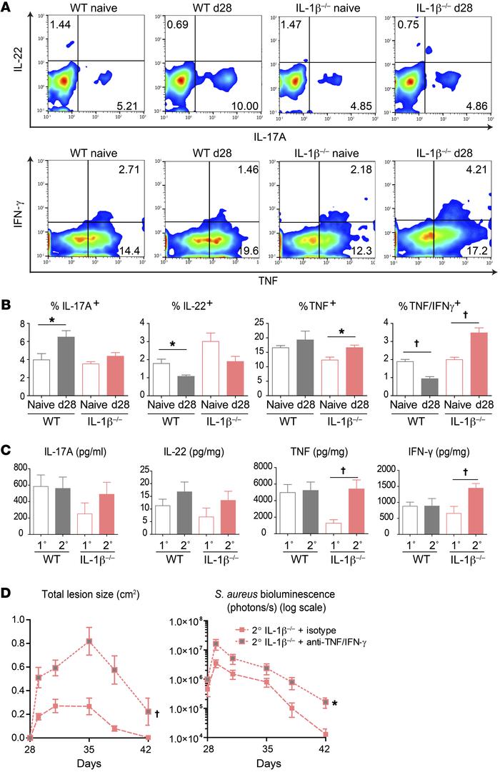 γδ T cells produced TNF and IFN-γ to mediate protection.
(A and B) Repre...