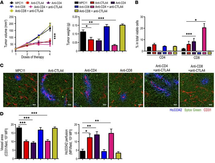 CD8+ T cells mediate the effects of anti–CTLA4 therapy on tumor growth a...