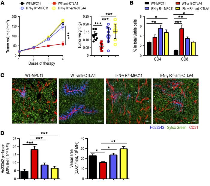 IFN-γ receptor deficiency negates the effects of anti–CTLA4 therapy on t...