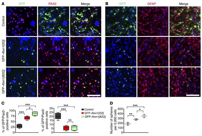 ATXN1 determines the GABAergic and glial lineage specificity of cerebell...