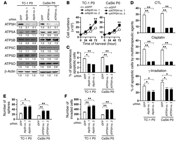 Loss of ATP5H converts tumor cells to resistant, stem-like, and invasive...