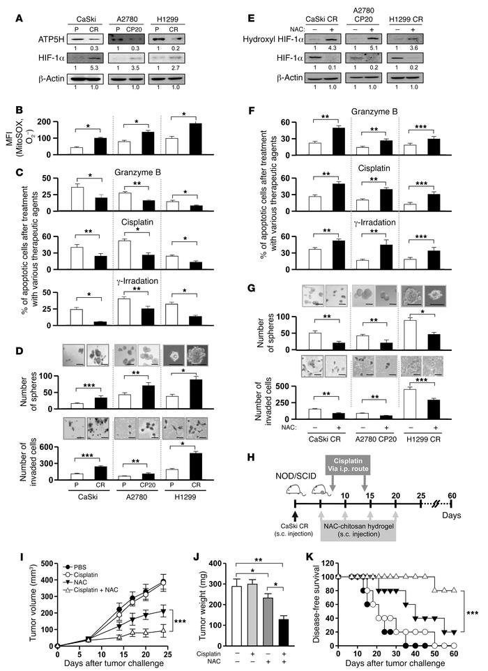 Chemoselection triggers ATP5H lost, mitochondrial reprogramming, and res...