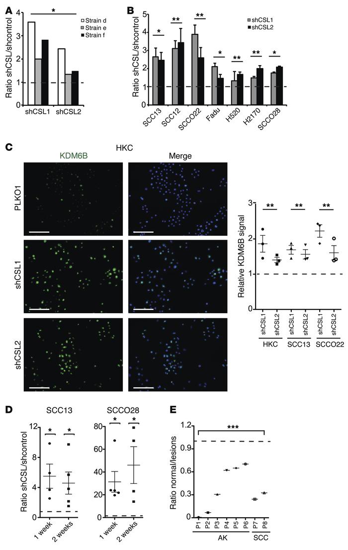 KDM6B expression increases in HKCs and SCC cells with CSL gene silencing...