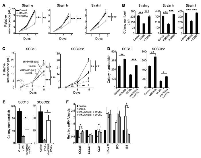 KDM6B as a downstream CSL target counteracting its growth-enhancing modu...