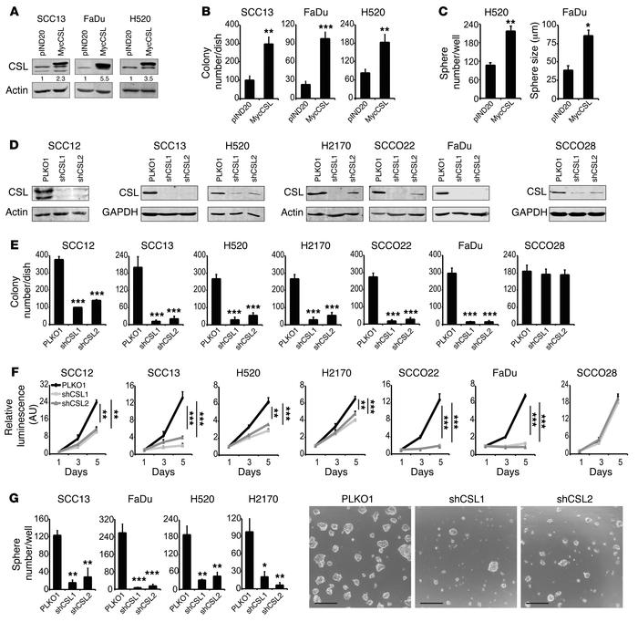 Positive role of CSL in promoting proliferative potential of skin, oral,...