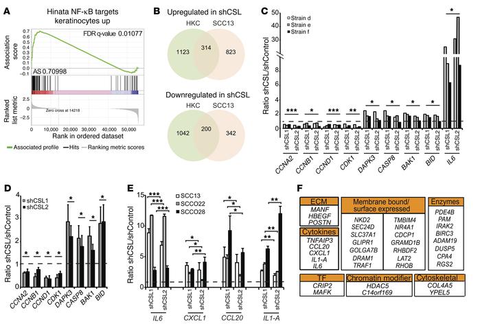 RNA-seq analysis of normal HKCs and SCC cells upon CSL silencing.
(A) Re...