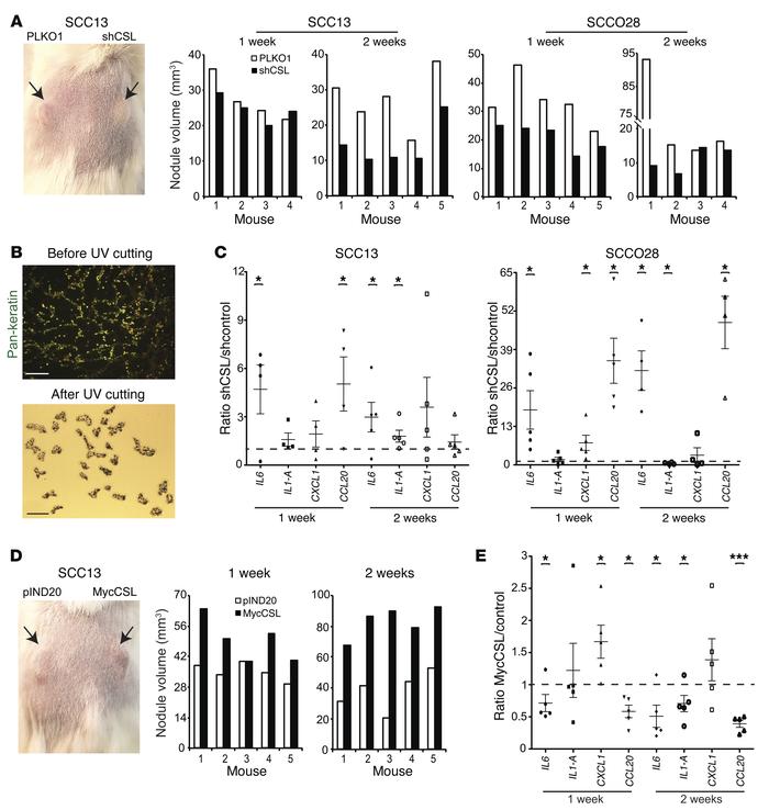 Effect of CSL modulation on inflammatory cytokines in vivo.
(A) SCC13 an...