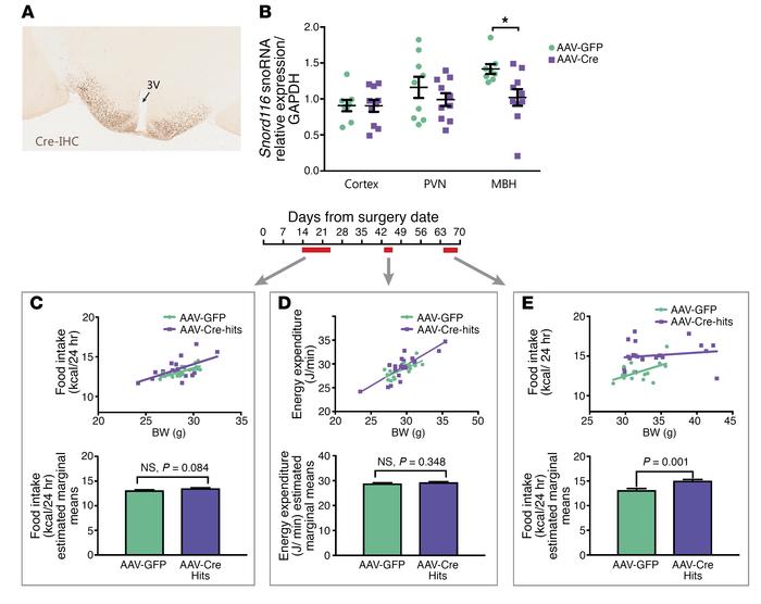 Adult-onset deletion of Snord116 in the mediobasal hypothalamus results ...