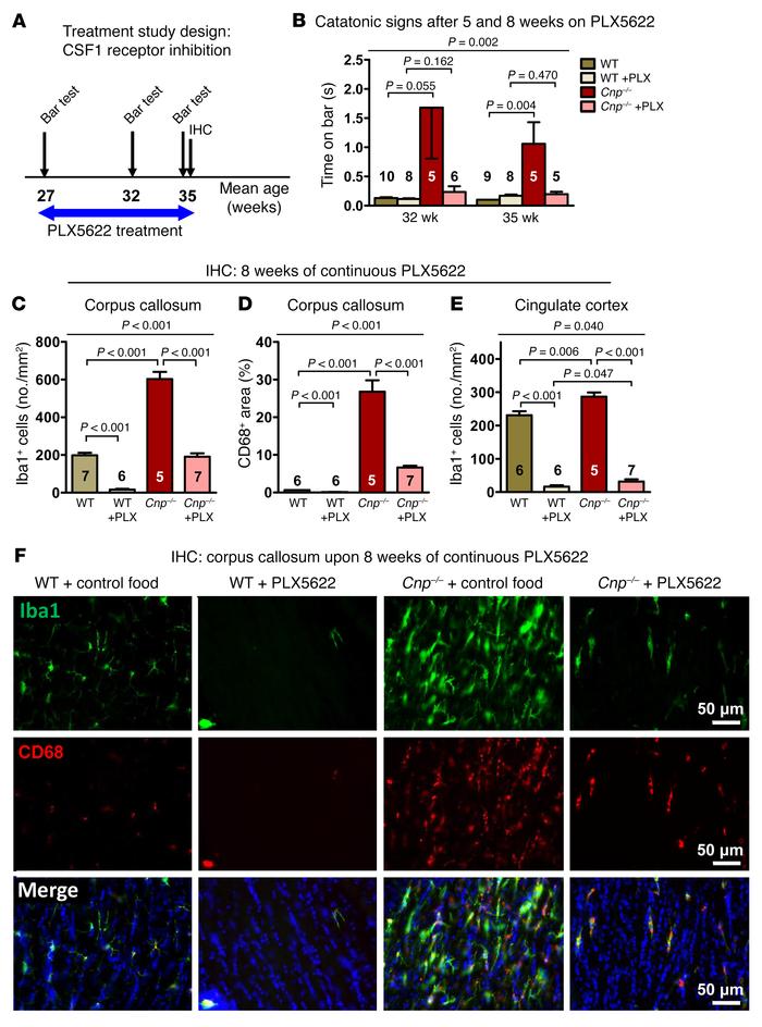 Catatonia and white matter inflammation in Cnp mutant mice and their tre...