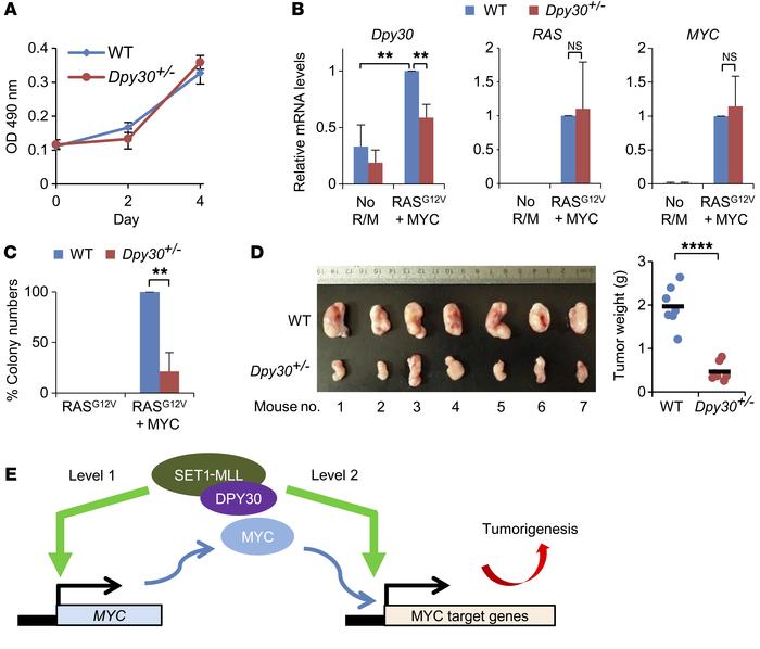 
Dpy30 is haploinsufficient for oncogenic transformation but not for cel...