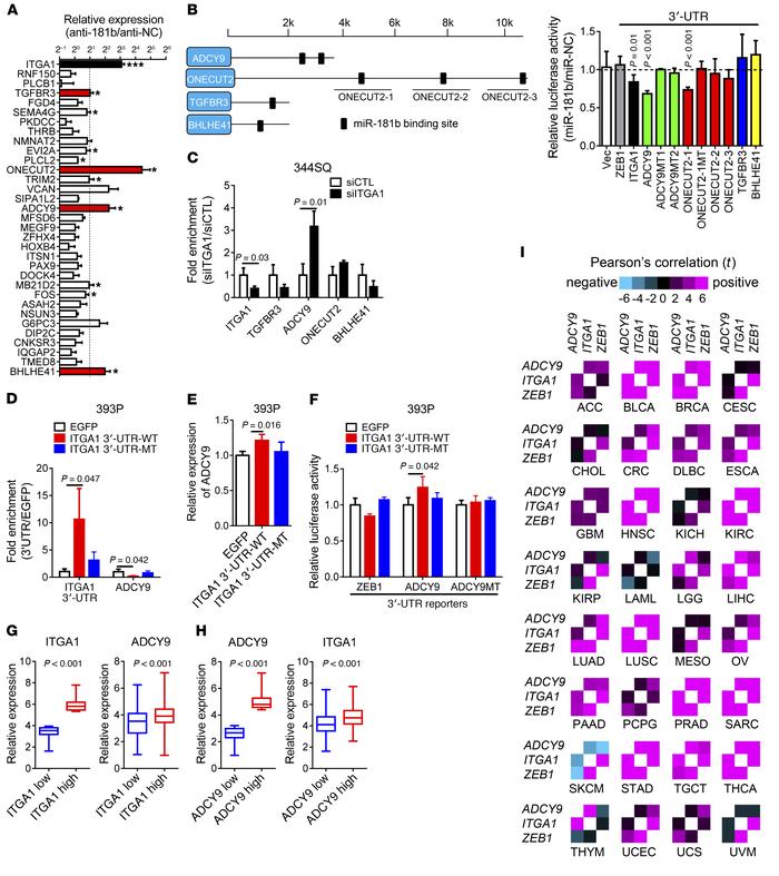 ITGA1 and ADCY9 are miR-181b–regulated ceRNAs.
(A) qPCR of mRNAs in 393P...