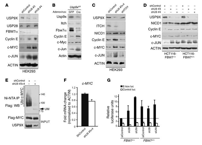 USP9X negatively regulates SCF(FBW7) substrates.
(A) Accumulation of SCF...