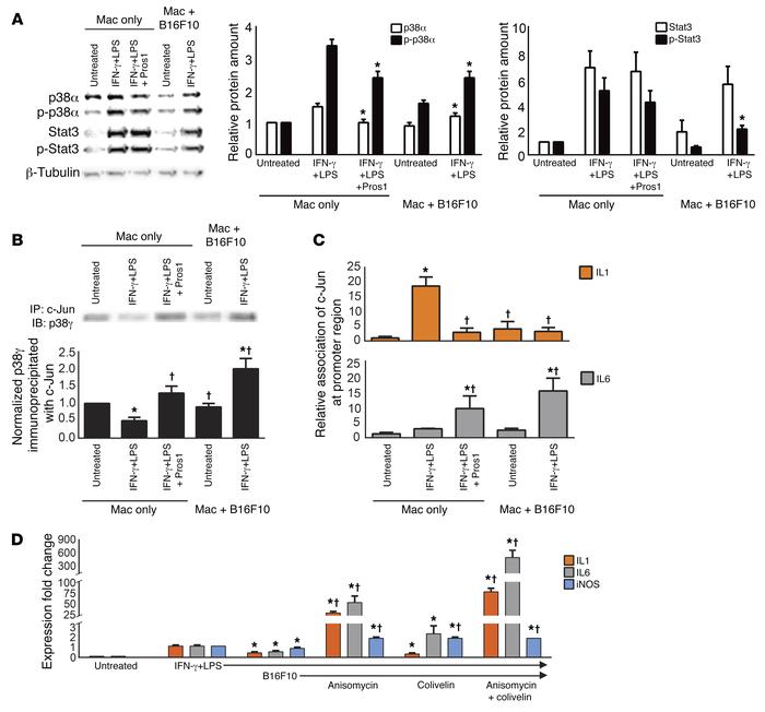 Pros1 inhibits M1 activity by inactivating p38α.
(A) Western blot analys...