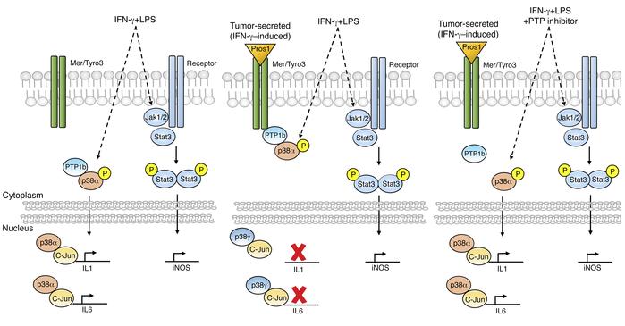 Tumor-secreted Pros1 inhibition of M1-associated gene expression in a Me...