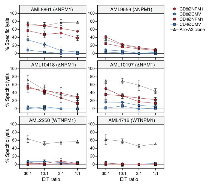 Lysis of primary AMLs after ΔNPM1 TCR gene transfer.
TCR-transduced CD8+...