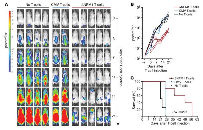 In vivo antitumor efficacy after ΔNPM1 TCR gene transfer.
Male NSG mice ...