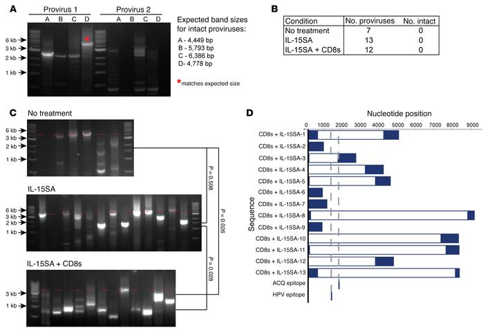 Characterization of HIV proviruses remaining after HIVE assay.
Full-leng...