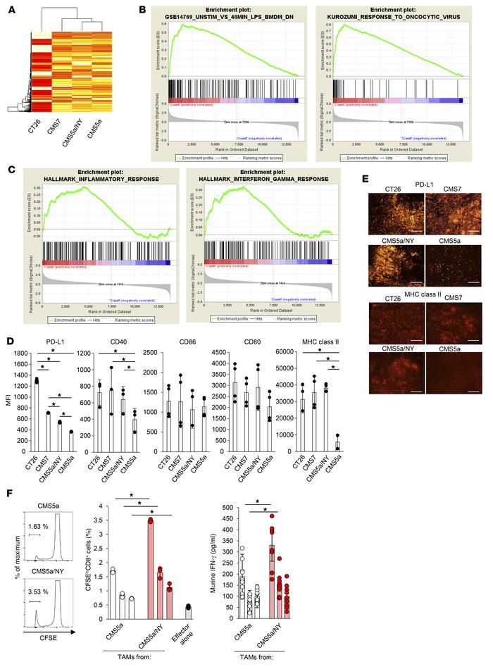 TAMs remain inactive in the resistant CMS5a tumor.
(A) Tumor tissue from...