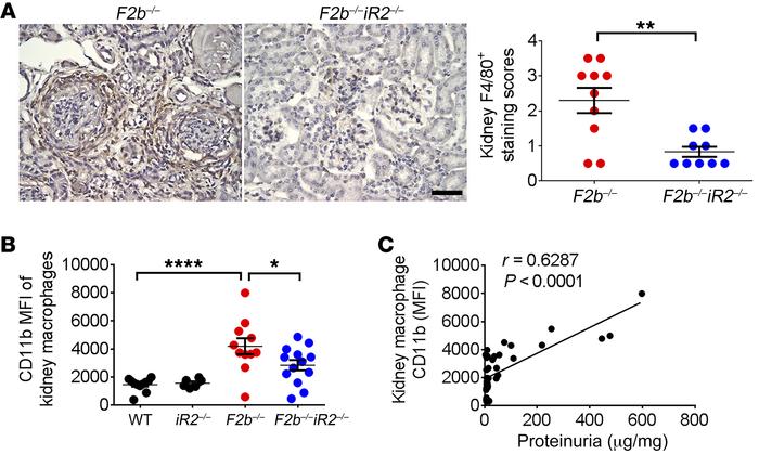 Activation of kidney macrophages was associated with renal injury in Fcg...