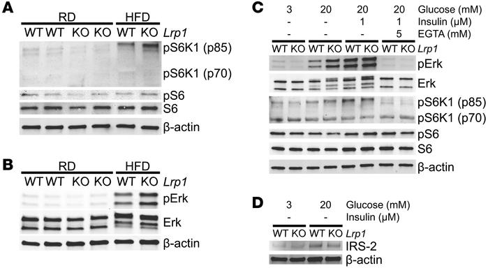 LRP1 controls Erk-mTORC1 activation and IRS-2 suppression in β cells.
(A...