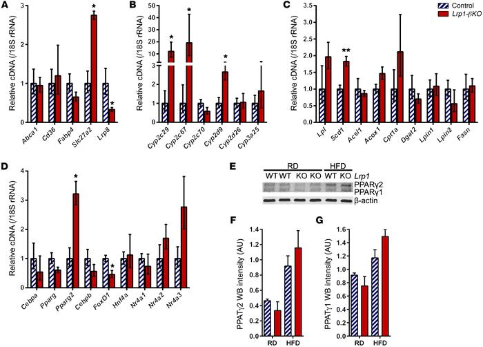 Improved lipid metabolism in HFD Lrp1-βKO islets.
Experiments used pancr...