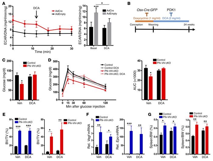 Pharmacological inhibition of glycolysis by DCA specifically prevents th...