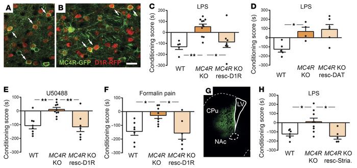 MC4Rs on striatal neurons expressing the D1R are critical for aversion.
...