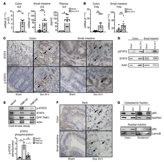 TNK1 expression results in activation of transcription factors STAT3 and...