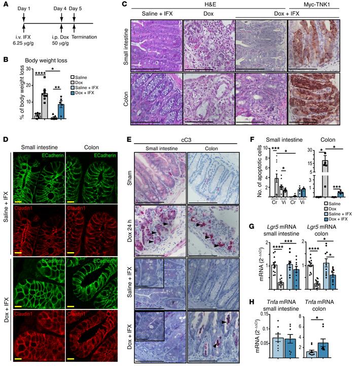 Infliximab abolishes TNK1-induced apoptosis in the small intestine and d...