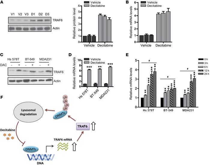 Decitabine treatment induces TRAF6 expression.
(A) Tumor samples isolate...