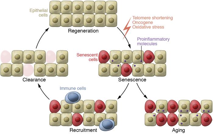 Senescence and consequences for tissue homeostasis.
Senescence can have ...