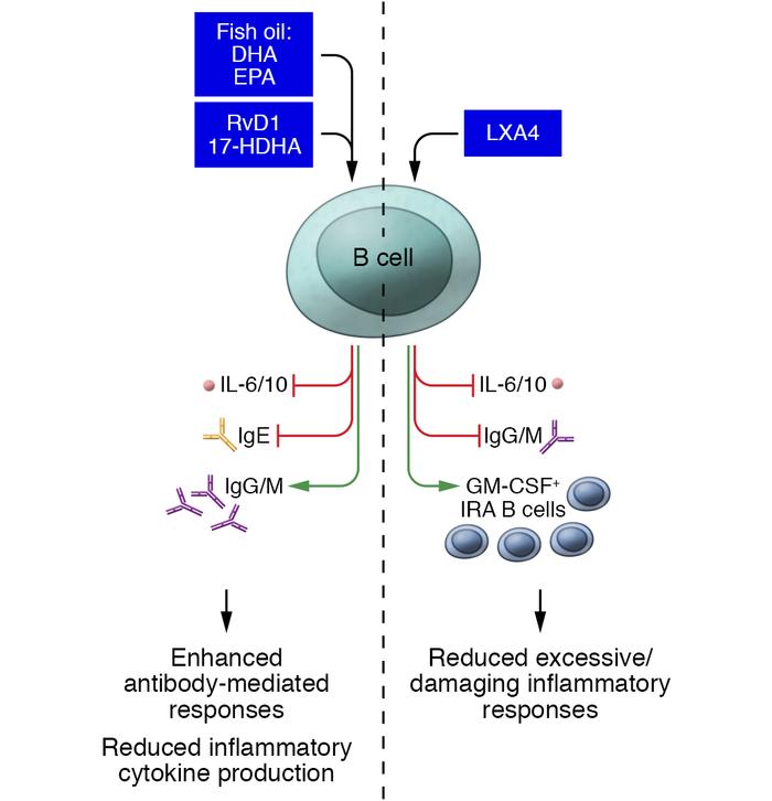SPMs can either up- or downregulate antibody production depending on the...