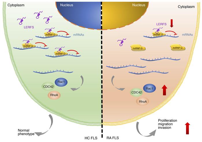 Proposed model for LERFS-mediated regulation of the migration, invasion,...