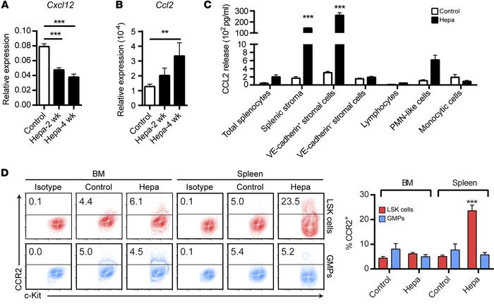 Enhanced CCL2/CCR2 signaling in the spleens of Hepa mice.
(A and B) Sple...