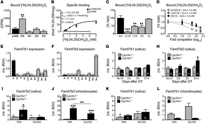 Cloning and characterization of Fam57b2 from Cyp24a1-null callus tissue....