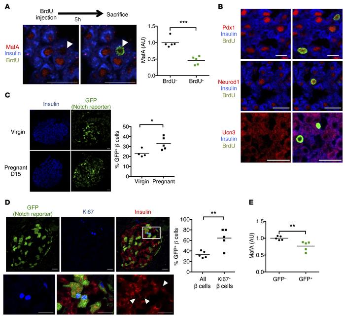 Notch activation and reduced maturity in proliferating β cells.
(A) Repr...