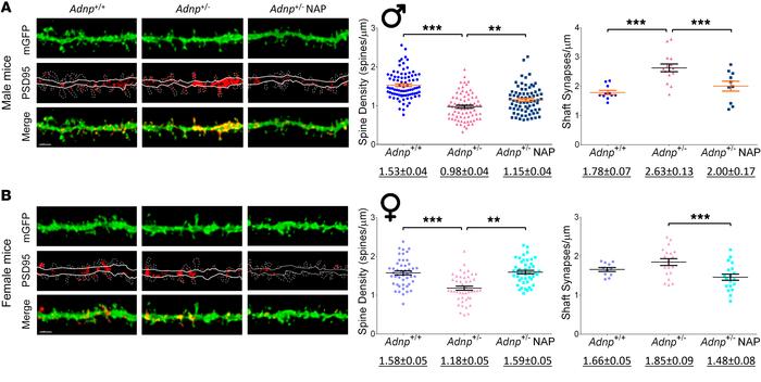 
Adnp+/– mice, compared with Adnp+/+ mice, display a significant decreas...