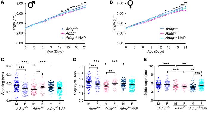 
Adnp+/– pups exhibit significantly delayed growth as well as significan...
