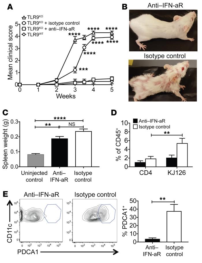 Type I IFN blockade abrogates skin disease in TLR9KO Ii-TGO mice.
(A) De...