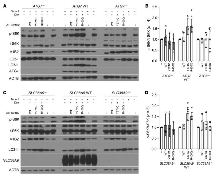 An intact autophagy pathway and lysosomal amino acid sensing and transpo...