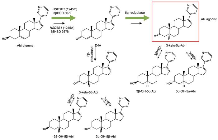 Schema of abiraterone metabolism by steroidogenic enzymes.
Abiraterone i...