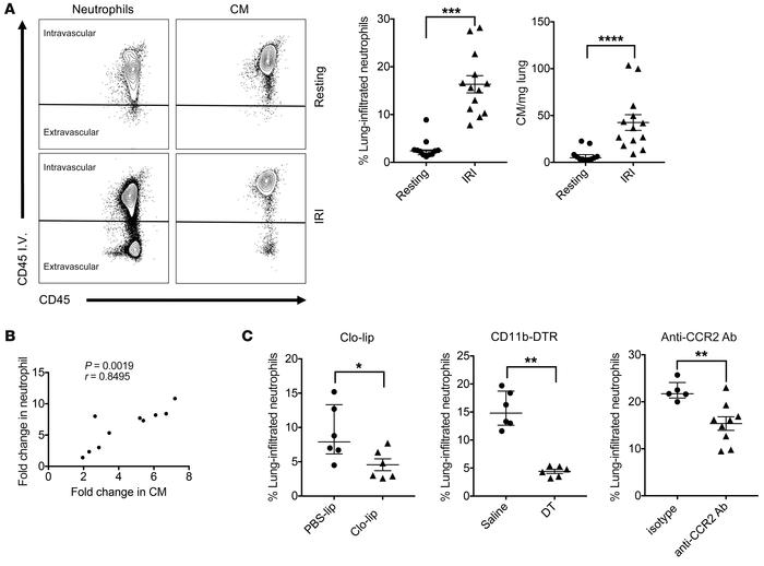 Classical monocytes recruited to the lung after IRI mediate neutrophil e...