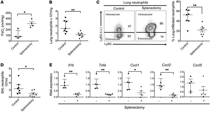 Spleen-derived classical monocytes promote neutrophil extravasation into...